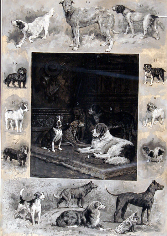 William Drake | Types of Dogs